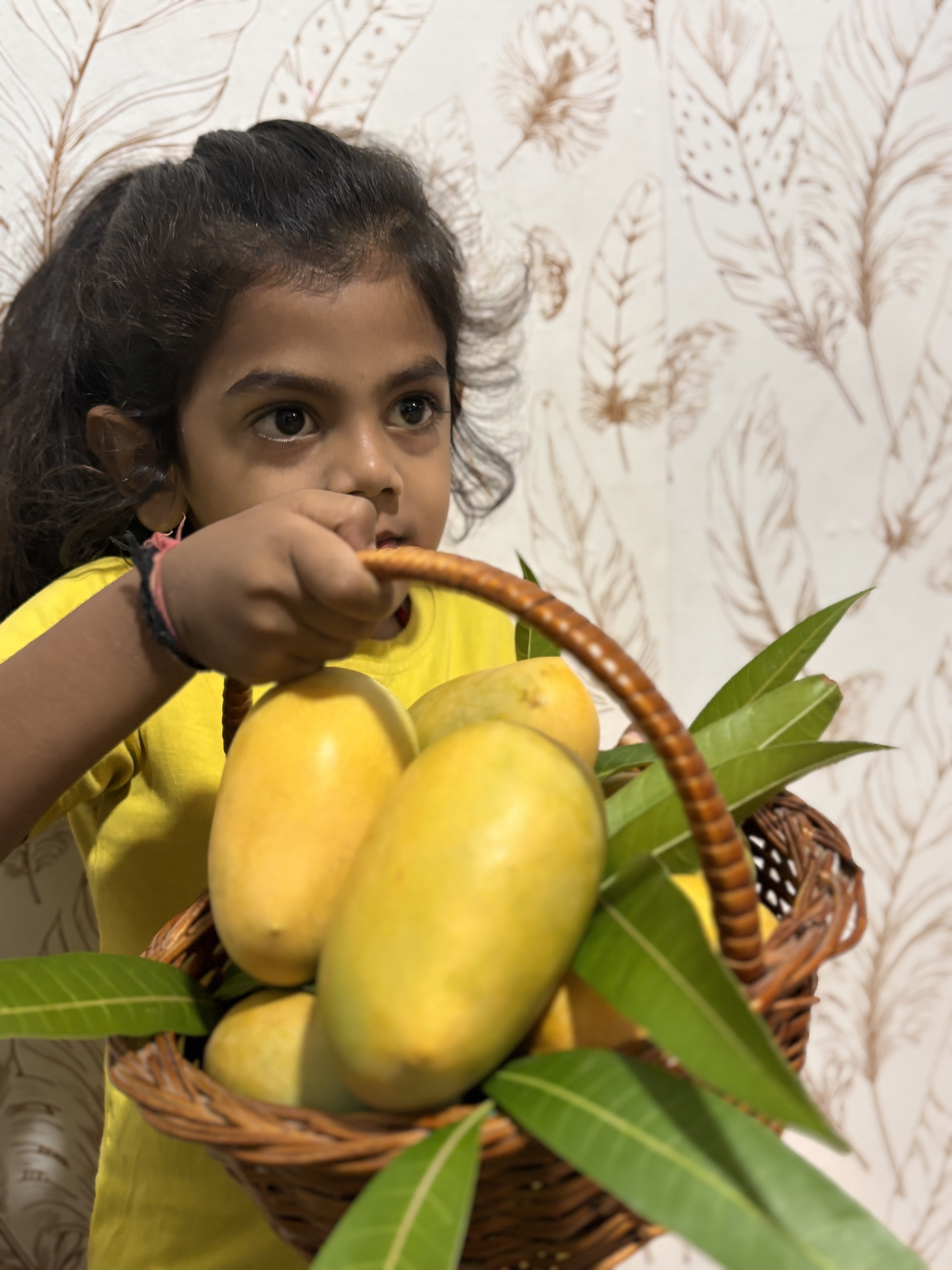 Farmer plucking mangoes